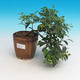 Izbová bonsai - Austrálska čerešňa - Eugenia uniflora - 3/4