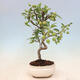 Vonkajší bonsai -Malus halliana - Maloplodé jabloň - 3/6