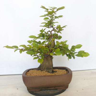 Vonkajší bonsai - Hrab obyčajný - Carpinus betulus - 3