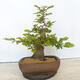 Vonkajší bonsai - Hrab obyčajný - Carpinus betulus - 3/5