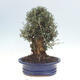 Izbová bonsai - Olea europaea sylvestris -Oliva evropská drobnolistá - 3/7