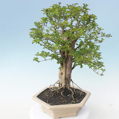 Izbová bonsai - Durant erecta aurea - 3
