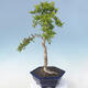 Izbová bonsai - Durant erecta aurea - 3/6
