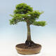 Vonkajší bonsai -Javor dlaňovitolistý Acer palmatum Shishigashira - 3/6