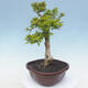 Izbová bonsai - Durant erecta aurea - 3/7