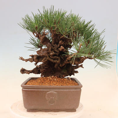 Vonkajšie bonsai - Pinus thunbergii corticosa - borovica korková - 3