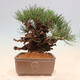 Vonkajšie bonsai - Pinus thunbergii corticosa - borovica korková - 3/4