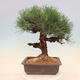Vonkajšie bonsai - Pinus thunbergii corticosa - borovica korková - 3/4