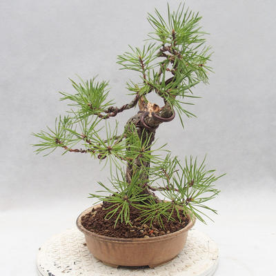 Vonkajšie bonsai - Pinus sylvestris - Borovica lesná - 3