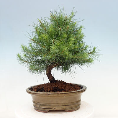 Izbová bonsai-Pinus halepensis-Borovica alepská - 3