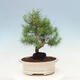 Izbová bonsai-Pinus halepensis-Borovica alepská - 3/4