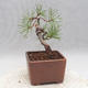 Vonkajšie bonsai - Pinus sylvestris - Borovica lesná - 3/4