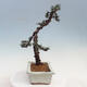 Vonkajšie bonsai - Cedrus Bozkavanie brevifolia - Céder zelený - 3/5
