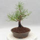 Vonkajšie bonsai - Pinus sylvestris - Borovica lesná - 3/5