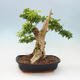 Izbová bonsai - Durant erecta aurea - 3/4
