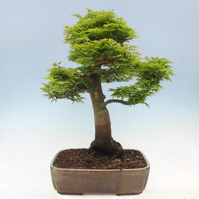 Vonkajší bonsai -Javor dlaňovitolistý Acer palmatum Shishigashira - 3