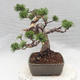 Vonkajšie bonsai - Pinus Mugo - Borovica Marhuľa - 3/5