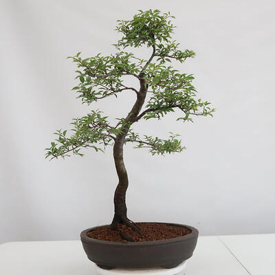 Vonkajšie bonsai - Prunus spinosa - trnka - 3