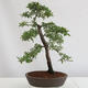 Vonkajšie bonsai - Prunus spinosa - trnka - 3/4