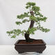 Vonkajšie bonsai - Prunus spinosa - trnka - 3/4