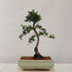Vonkajšie bonsai - Taxus Bacatá - Tis červený - 3/4
