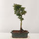 Vonkajší bonsai -Javor dlaňovitolistý Acer palmatum Shishigashira - 3/5