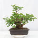 Vonkajšie bonsai -Morus albumy - moruše - 3/5