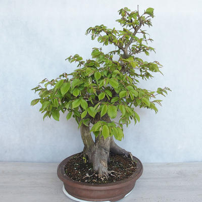 Vonkajší bonsai Carpinus betulus- Hrab obyčajný VB2020-485 - 3