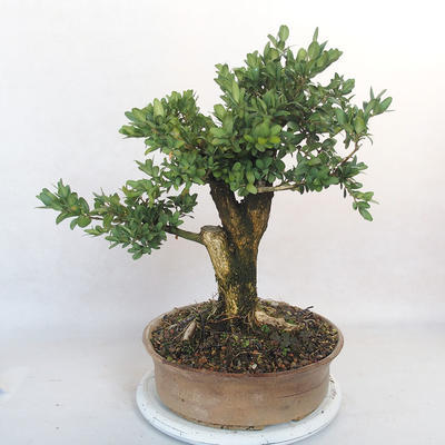 Vonkajšie bonsai - Buxus - 3