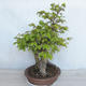 Vonkajší bonsai Carpinus betulus- Hrab obyčajný VB2020-485 - 3/5