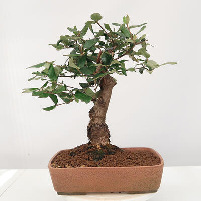 Vonkajšia bonsai-Kalina Bodnanská - Viburum carlesii - 3