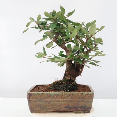 Vonkajšia bonsai-Kalina Bodnanská - Viburum carlesii - 3