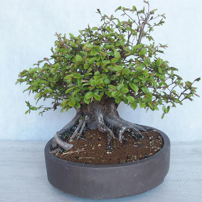 Vonkajší bonsai Carpinus betulus- Hrab obyčajný VB2020-487 - 3