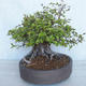 Vonkajší bonsai Carpinus betulus- Hrab obyčajný VB2020-487 - 3/5