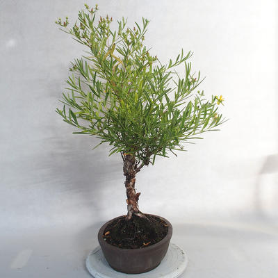 Vonkajšie bonsai- ľubovník - Hypericum - 3
