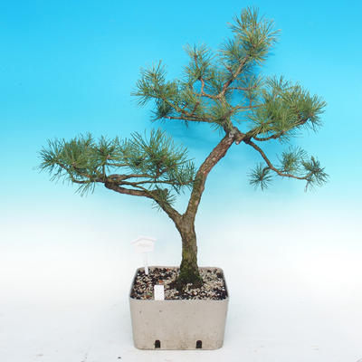 Yamadori - Borovica lesná - Pinus sylvestris - 3