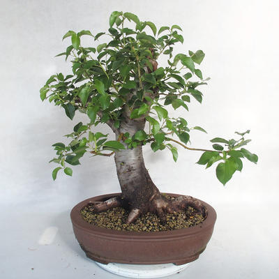 Vonkajšie bonsai -Mahalebka - Prunus mahaleb - 3