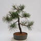 Vonkajší bonsai - Pinus Nigra - Borovica čierna - 3/4