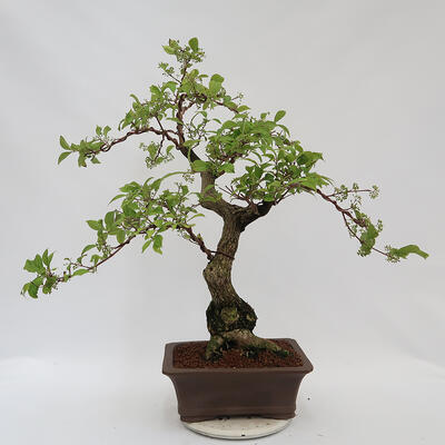 Vonkajší bonsai - krásnoplodka Callicarpa - 3