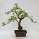 Vonkajší bonsai - krásnoplodka Callicarpa - 3/7