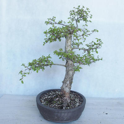 Vonkajší bonsai -Ulmus GLABRA Brest hrabolistý VB2020-495 - 3