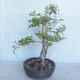 Vonkajší bonsai -Ulmus GLABRA Brest hrabolistý VB2020-495 - 3/5