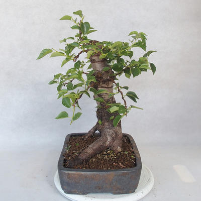 Vonkajšie bonsai -Mahalebka - Prunus mahaleb - 3