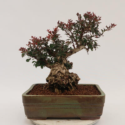 Vonkajší bonsai - Berberis thunbergii Atropurpureum - Drištál - 3