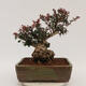 Vonkajší bonsai - Berberis thunbergii Atropurpureum - Drištál - 3/6