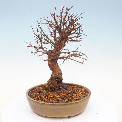Vonkajšie bonsai - Zelkova - Zelkova Nirom - 3