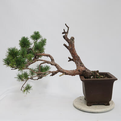Vonkajší bonsai - Pinus sylvestris Watereri - Borovica lesná - 3