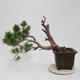 Vonkajší bonsai - Pinus sylvestris Watereri - Borovica lesná - 3/5