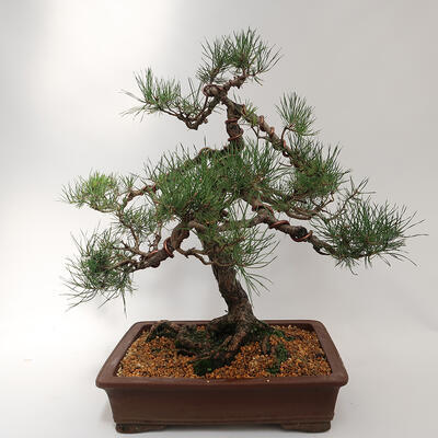 Vonkajší bonsai - Pinus sylvestris - Borovica lesná - 3