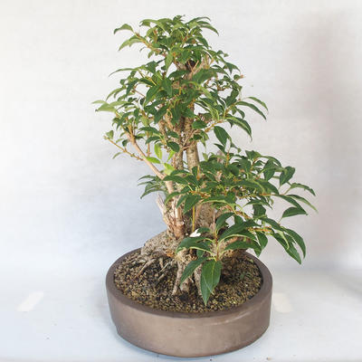 Vonkajšie bonsai - Zlatice - Forsythia - 3